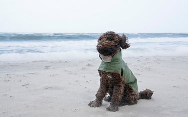 Cloud7 Brooklyn Flannel Coat | Fern Green