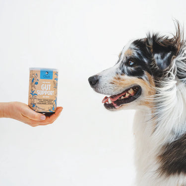 Gizzls Natural Dog Treats | Gut Support