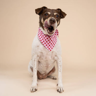 The Paws Dog Bandana | Little Hearts