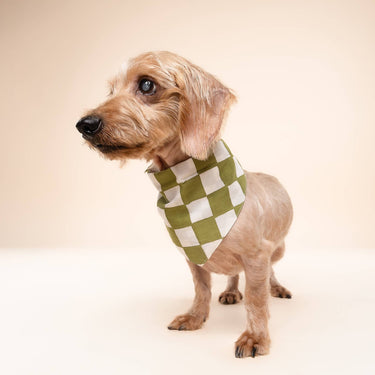 The Paws Dog Bandana | Green Check