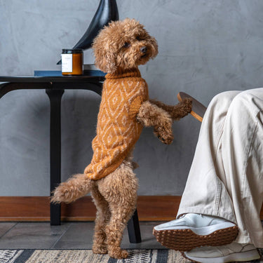 Alqo Wasi - Golden Ochre Alpaca Dog Sweater