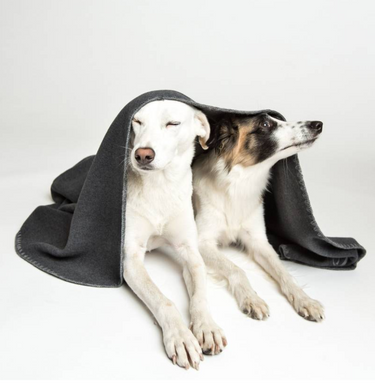 Cloud 7 Dog Fleece Blanket