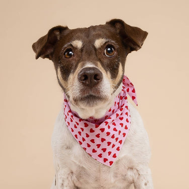 The Paws Dog Bandana | Little Hearts