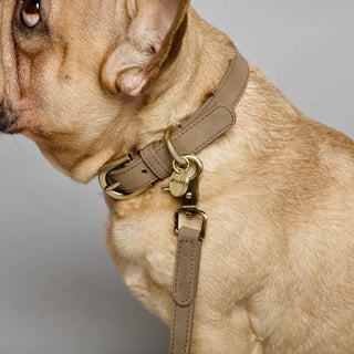 Collars, Harnesses & Leads