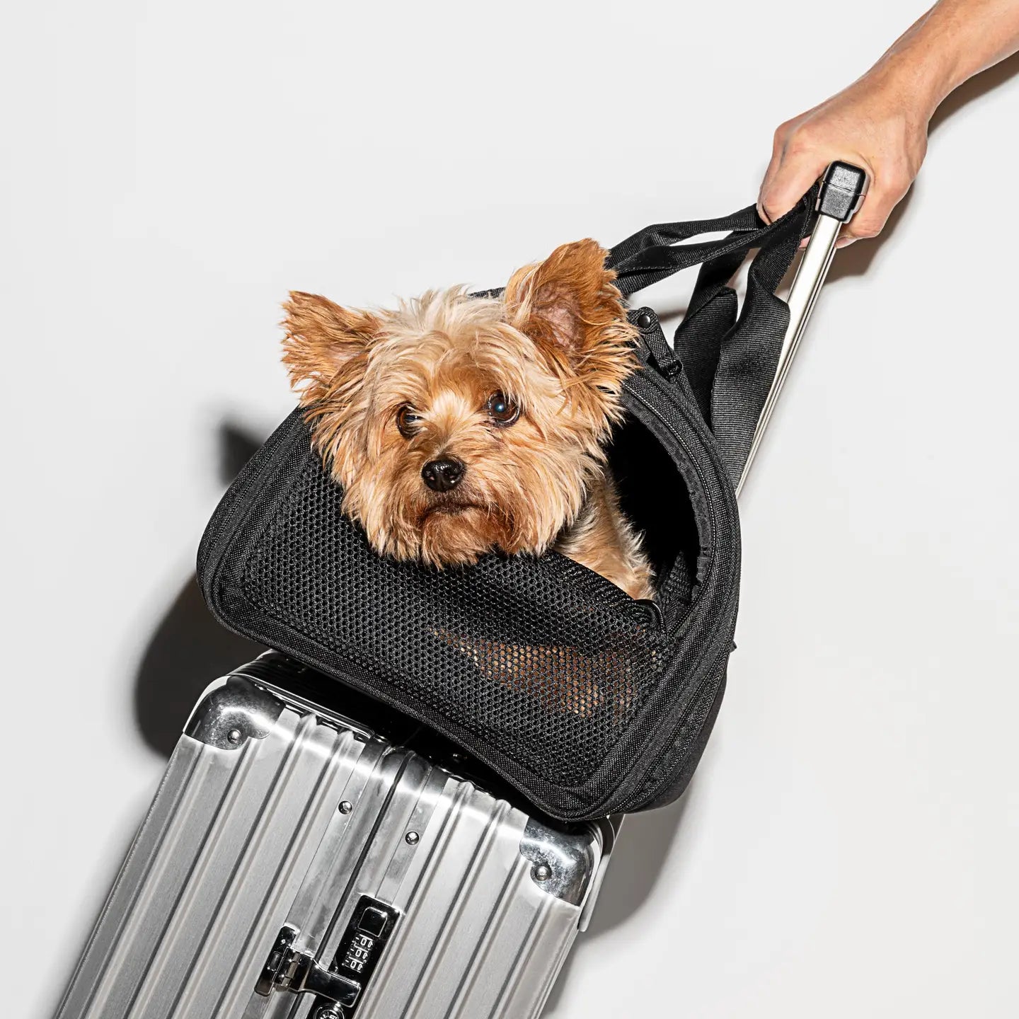 Travel accessories for dogs