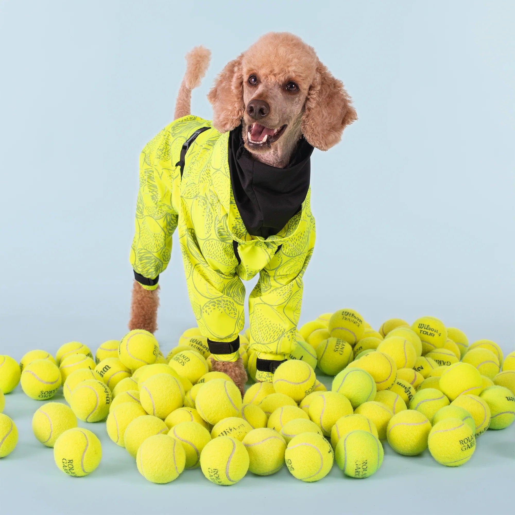 Tennis ball costume for sales dogs