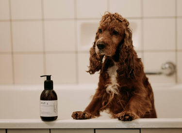 Buddy Shampoo WAP 8