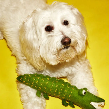Ware of the Dog - Boiled Wool Alligator