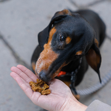 Buddy Pet Foods - Training Snacks