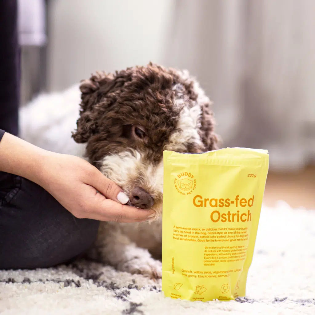Buddy pet foods online