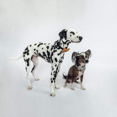 The Working Dog Co - Bow Tie