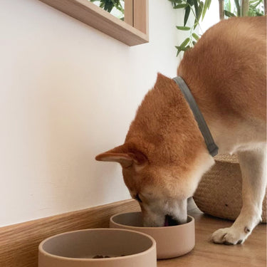 Tadazhi - Silicone dog bowl