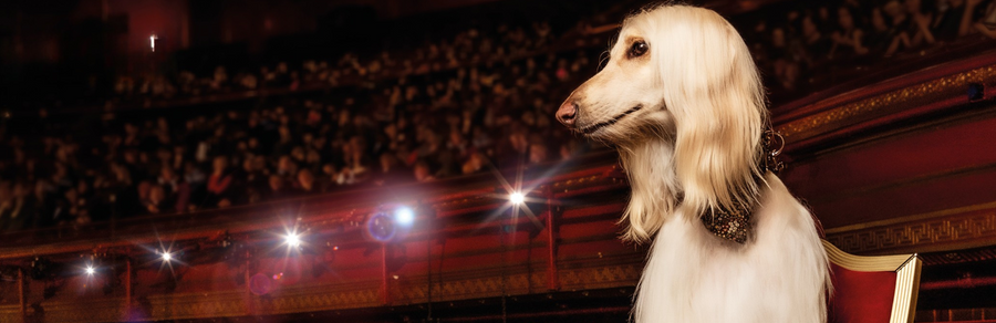 Afghan hound sitting in a West End Theatre auditorium in London 