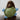 Nordog - Kim The Turtle