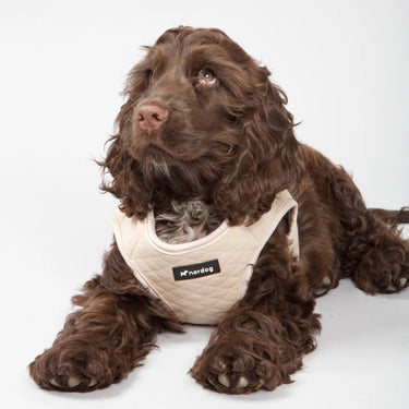 Nordog Dog Harness | Park