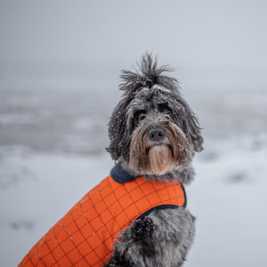 Paco & Lucia - Apus Waterproof Dog Coat