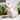 Small white dog wearing a pink raincoat outdoors with plants in the background