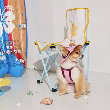 Small dog wearing a pink hat and harness sitting on a miniature beach chair with a colorful surfboard in the background.
