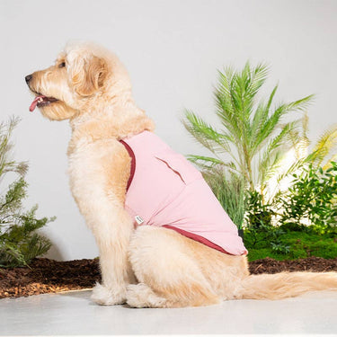 Dog wearing a pink outfit sitting outdoors with plants in the background