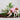 Dog wearing a pink coat standing on a patch of dirt with plants in the background