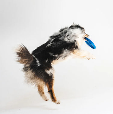 Gizzls Natural Dog Treats | Joint & Mobility