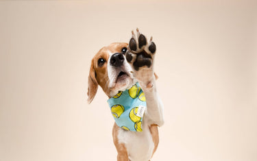 The Paws - Fetch Dog Bandana