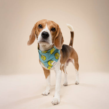 The Paws - Fetch Dog Bandana