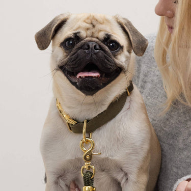 The Foggy Dog, Dog Collar | Olive