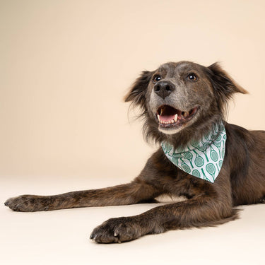 The Paws Dog Bandana | Tennis