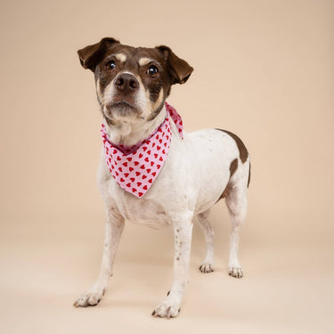 The Paws Dog Bandana | Little Hearts