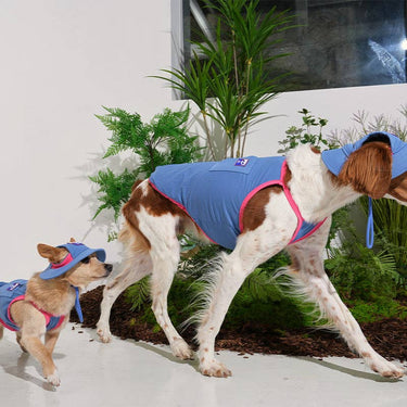 Puppy Gallery Cooling Vest | Blue