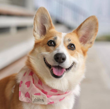 The Paws Dog Bandana | Pink Hearts