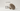 L’Floof Shampoo Massaging Brush | Taupe