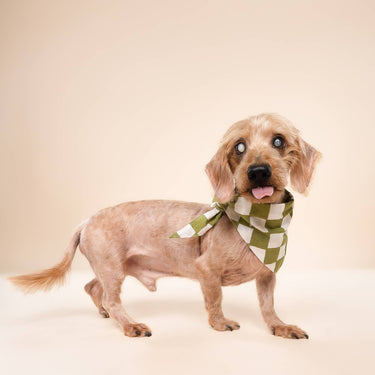 The Paws Dog Bandana | Green Check