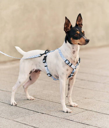 CAFIDE - Blue Vichy Lead