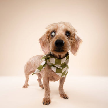 The Paws Dog Bandana | Green Check