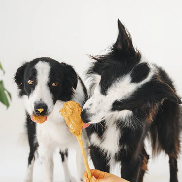 Gizzls - Brain Booster Dog Treats (200g)