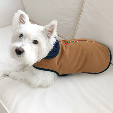 Searching for Blue Gold Dog Jacket