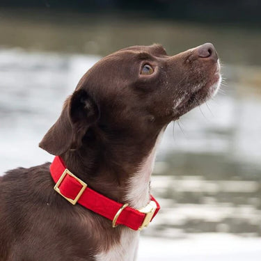 The Foggy Dog Collar | Ruby